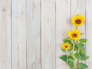 three beautiful yellow sunflower flowers on rustic wooden background with copy space