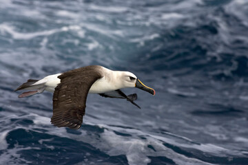 Geelbekalbatros, Atlantic Yellow-nosed Albatros, Thalassarche chlororhynchos