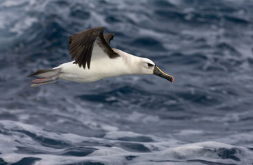 Fototapeta na wymiar Geelbekalbatros, Atlantic Yellow-nosed Albatros, Thalassarche chlororhynchos