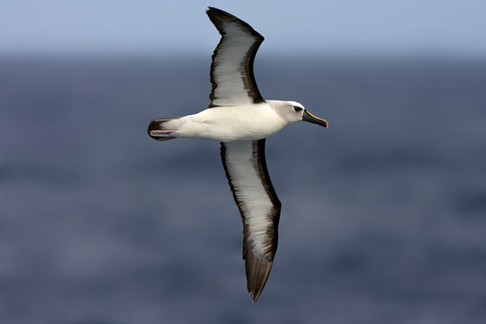 Geelbekalbatros, Atlantic Yellow-nosed Albatros, Thalassarche chlororhynchos © AGAMI