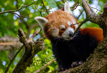 Fototapeta premium Red Panda climbing on a tree