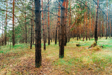 Obraz premium Beautiful forest landscape with a tree in the foreground