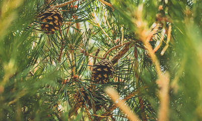 Kiefern Zapfen in Nahaufnahme hängen im Baum an einem warmen Sommertag- Waldkiefer - Gemeine...