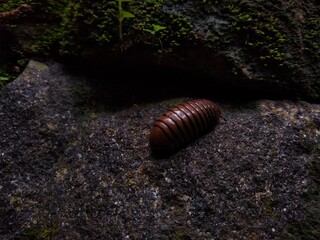 pill millipede (Arthrosphaeridae) on a rock, close-up view