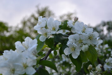 Tender white apple tree in bloom, natural background