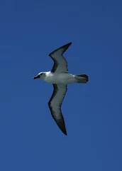 Fototapeten Atlantic Yellow-nosed Albatross, Atlantische Geelsnavelalbatros,Thalassarche chlororhynchos © AGAMI