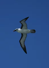 Foto op Aluminium Atlantic Yellow-nosed Albatross, Atlantische Geelsnavelalbatros,Thalassarche chlororhynchos © AGAMI