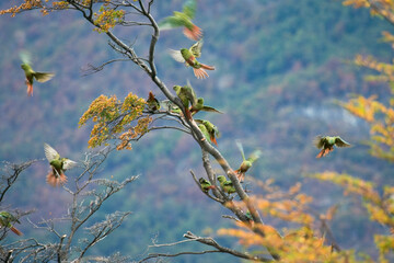 Magelhaenparkiet, Austral Parakeet, Enicognathus ferrugineus