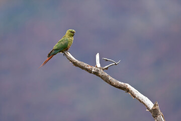 Magelhaenparkiet, Austral Parakeet, Enicognathus ferrugineus