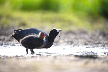 Fulica atra Bässhuhn mit Kücken bei der Wasseraufnahme