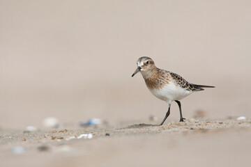 Bairds Strandloper, Bairds Sandpiper, Calidris bairdii