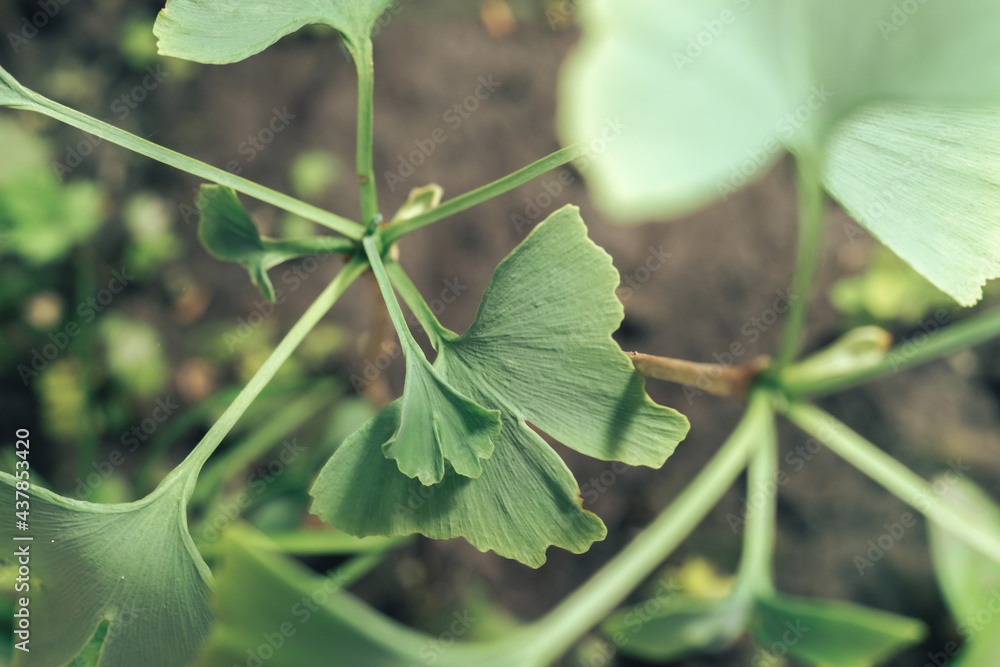 Poster close up of green leaf ginkgo on a ginkgo biloba little tree. macro photography view.