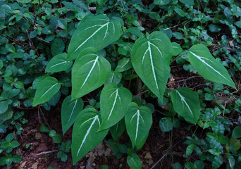 Caladium schomburgkii flowering plant leaves