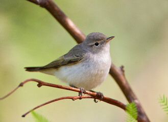 Balkanbergfluiter, Balkan's Warbler, Phylloscopus orientalis