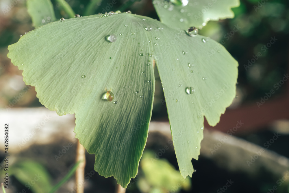 Poster close up of green leaf ginkgo on a ginkgo biloba little tree. macro photography view.