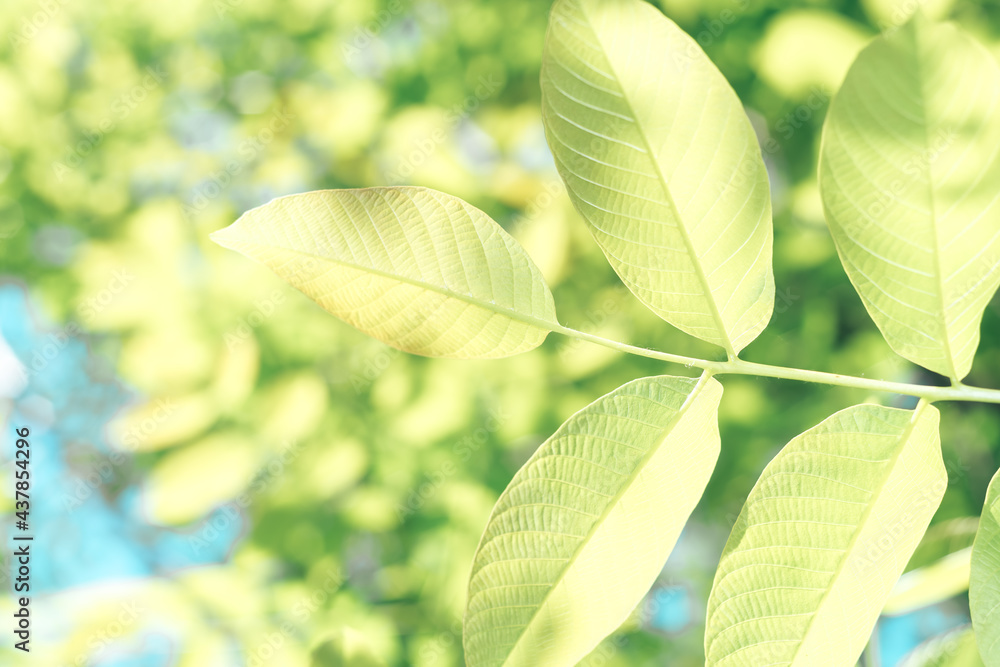 Aufkleber beautiful green tree look up. background pattern for design.