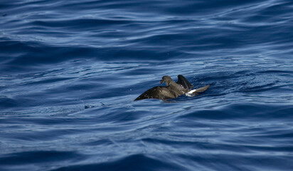 Band-rumped Storm-petrel, Madeirastormvogeltje, Oceanodroma castro