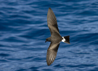 Band-rumped Storm-petrel, Madeirastormvogeltje, Oceanodroma castro