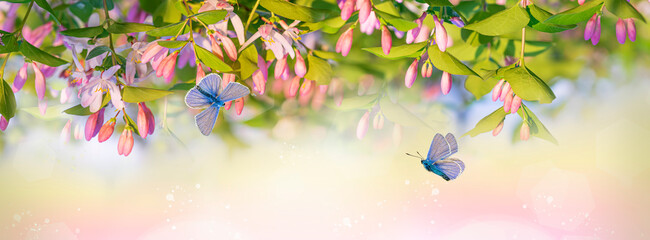 Pink decorative flowers with green leaves on a  soft blue and green background. Early in the morning, a butterfly flies over a  flower.Spring pattern, magical composition,  panorama with copy space