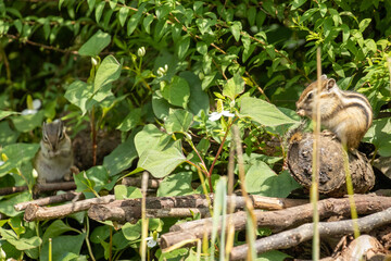 シマリスを間近で眺める