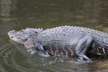 Alligators gather in the Louisiana Swamps