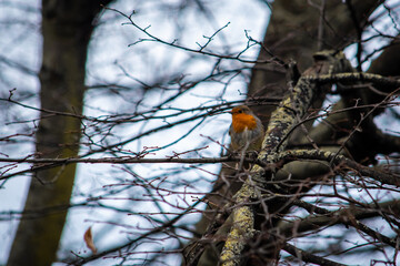 Robin on a tree