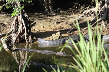 Alligators gather in the Louisiana Swamps