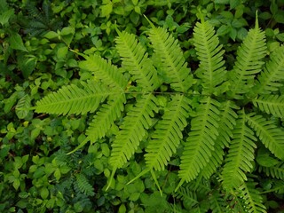 Fern plant in the forest, green leafy background