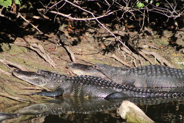 Alligators gather in the Louisiana Swamps