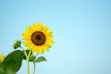 The Sunflower under the blue sky.  青空の下のひまわり