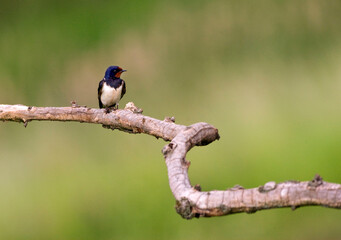 Boerenzwaluw, Barn Swallow, Hirundo rustica