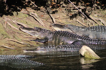 Alligators gather in the Louisiana Swamps