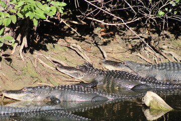 Alligators gather in the Louisiana Swamps