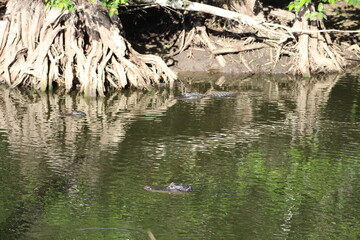 Alligators gather in the Louisiana Swamps