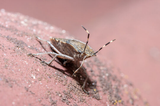 The haphigaster nebulosa, common name mottled shieldbug on a roof with red tiles