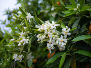 Valencian orange and orange blossoms. Spain. Spring harvest