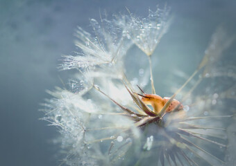 Snail on a dry flower on a blue background with beautiful bokeh. Clam on a white dandelion. Macro. Copy space. Selective focus. Wildlife.
