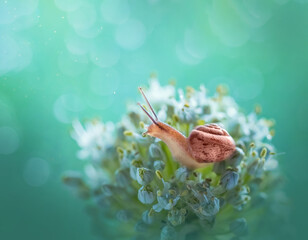 Garden snail on a white garlic flower on a green background with beautiful bokeh. Shellfish on vegetable seeds. Wildlife. Macro. Copy space. Selective focus.