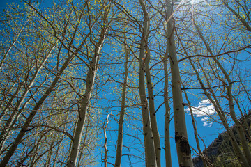 John Muir Wilderness