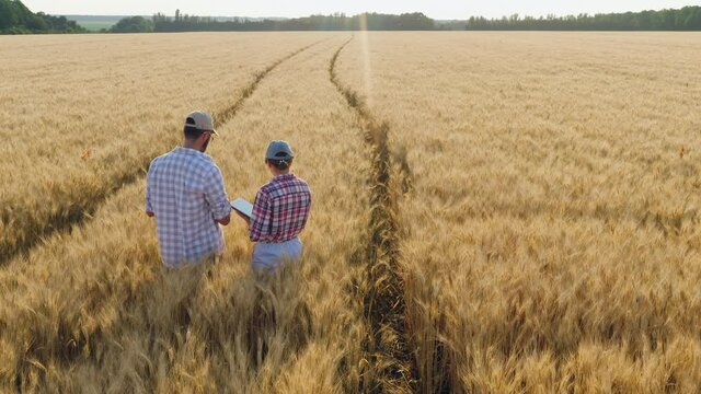Aerial view couple farmers working with a digital tablet in a wheat field