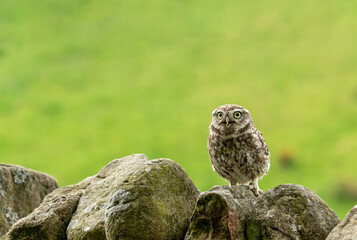 Little Owl perched on a dry stone wall and facing forward with beak open.  Scientific name: Athene noctua.  Clean, green background.  Horizontal.  Space for copy.  Little Owl refers to the species