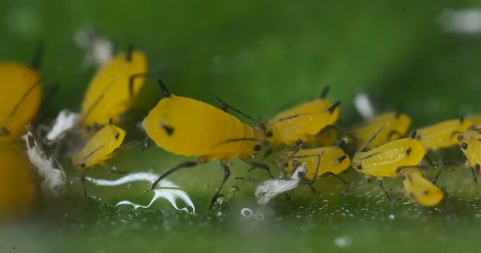 Yellow aphids on a leaf suck the sap of the plant.Small aphids gathered in a colony feed on the plant's sap. Close up shot. Italy. 