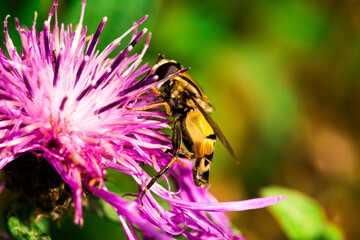 Biene Honigbiene Pollen auf Blume Nektarsuche Süßes Blüten Sommer - 437858894