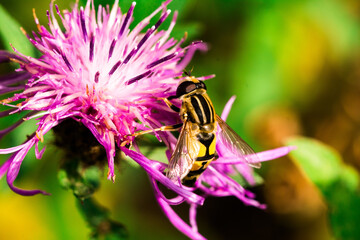 Biene Honigbiene Pollen auf Blume Nektarsuche Süßes Blüten Sommer - 437859000