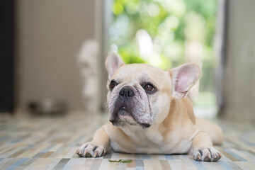 Adorable French bulldog lying on floor indoor.