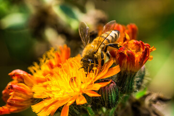 Biene Honigbiene Pollen auf Blume Nektarsuche Süßes Blüten Sommer - 437859076