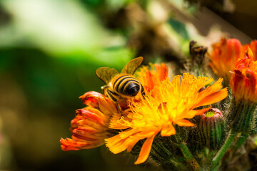 Biene Honigbiene Pollen auf Blume Nektarsuche Süßes Blüten Sommer - 437859225
