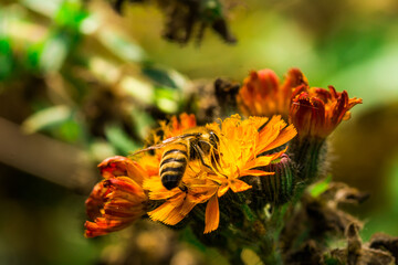 Biene Honigbiene Pollen auf Blume Nektarsuche Süßes Blüten Sommer - 437859276