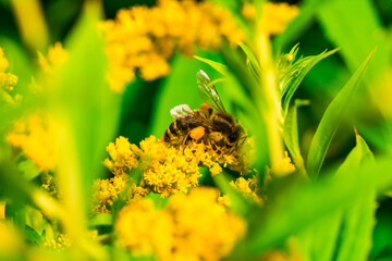 Biene Honigbiene Pollen auf Blume Nektarsuche Süßes Blüten Sommer - 437859400