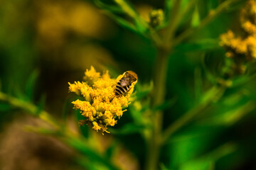 Biene Honigbiene Pollen auf Blume Nektarsuche Süßes Blüten Sommer - 437859497